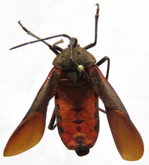 Sephina subulata