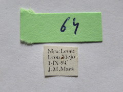 Sephina subulata