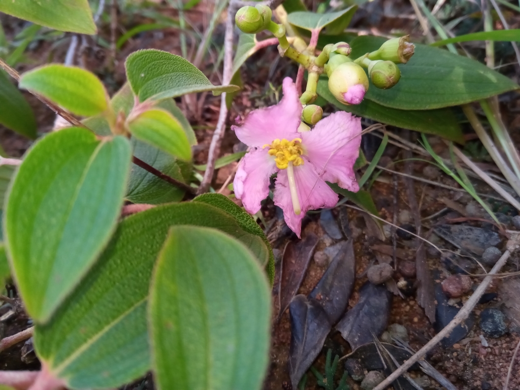 Dionycha boinensis