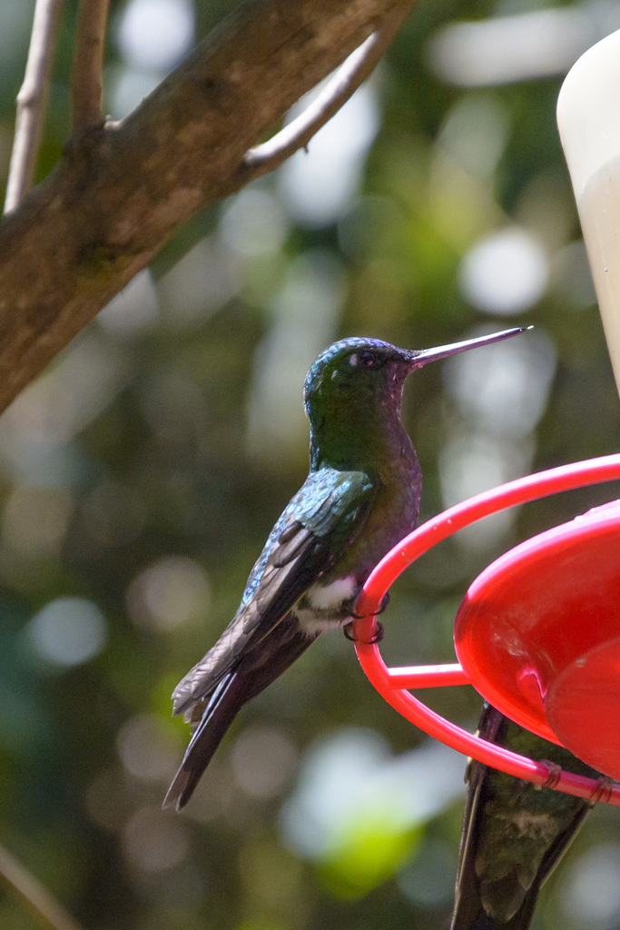 Black-Breasted Puffleg