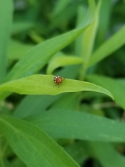 Cryptocephalus guttulatus