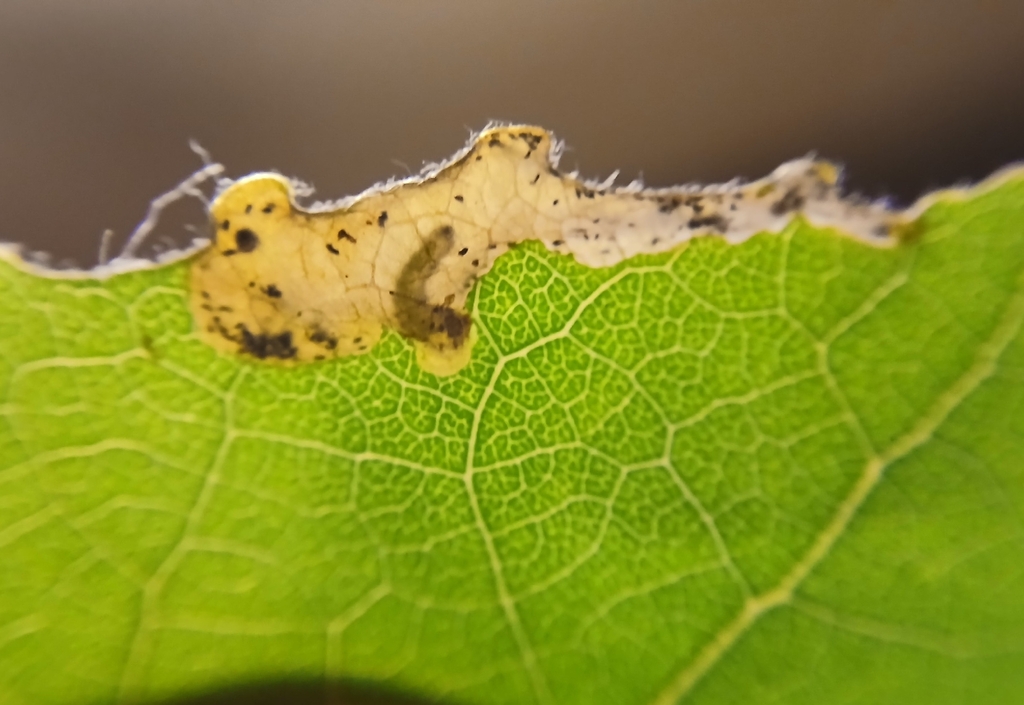Poplar Mining Sawfly