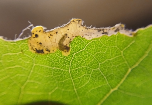 Poplar Mining Sawfly