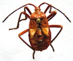 Sephina subulata