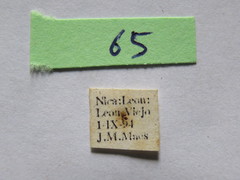Sephina subulata