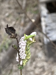 Condica albigera