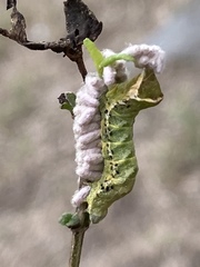 Condica albigera