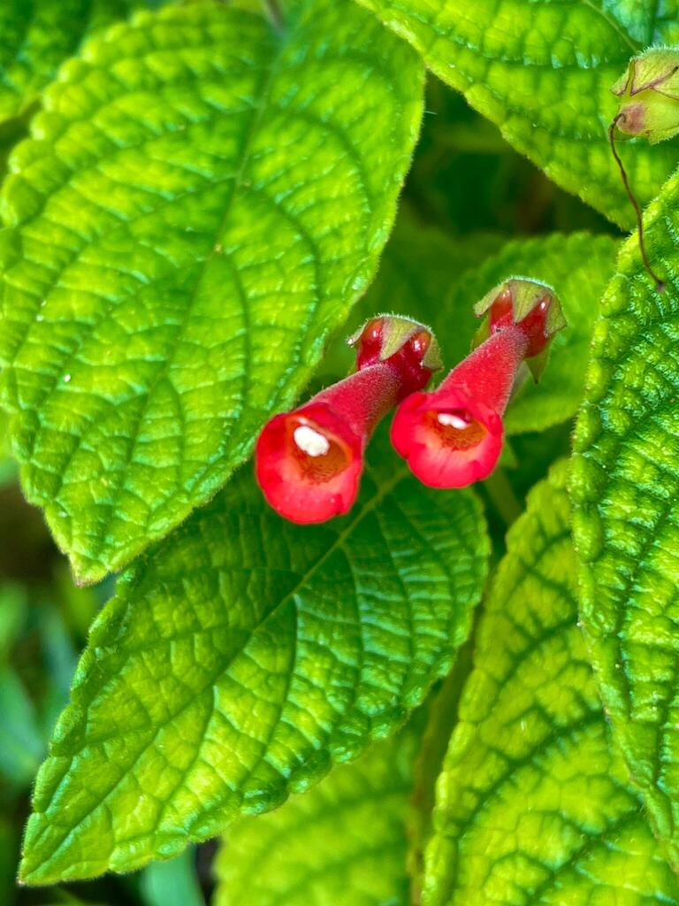 Sinningia aggregata, Vila Carola, Campo Mourão - PR, Brasil