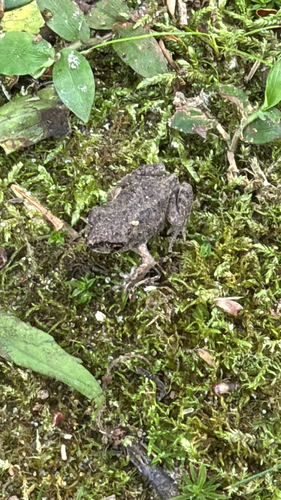 Eastern Spadefoot