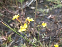 Goodenia stelligera