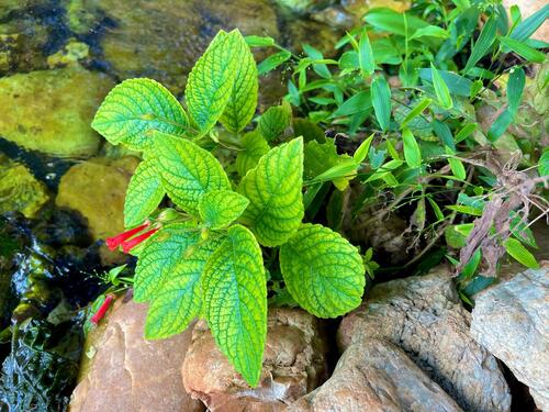 Sinningia aggregata