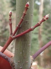 Acer circinatum