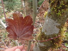 Acer circinatum
