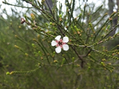 Leptospermum epacridoideum