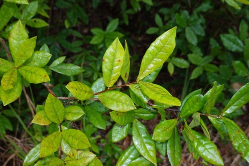 Myrcia tomentosa observed 2026-04-27