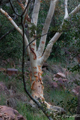 Albizia tanganyicensis
