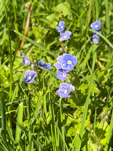 Germander Speedwell
