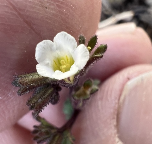 Limestone phacelia (Phacelia affinis)