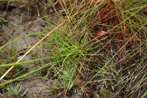 Abolboda observed 2026-04-27