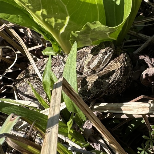 Eastern Massasauga