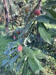Cornus capitata