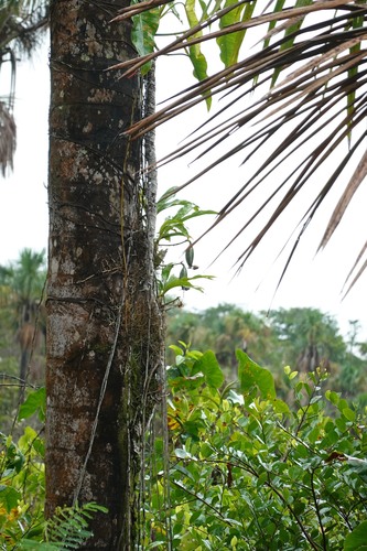 Foto de catasetum