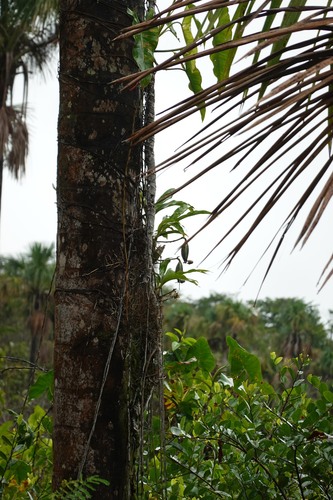 Foto de catasetum