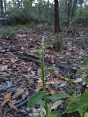 Pterocaulon redolens
