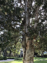 Melaleuca leucadendra