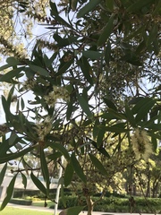 Melaleuca leucadendra