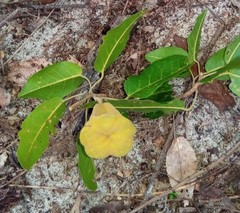 Nesogordonia stylosa image