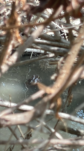 iNaturalist observation photo of American Bullfrog