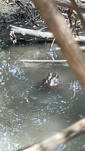 iNaturalist observation photo of American Bullfrog