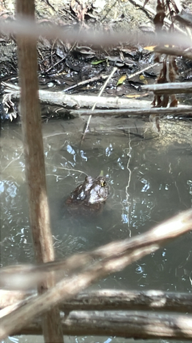 iNaturalist observation photo of American Bullfrog