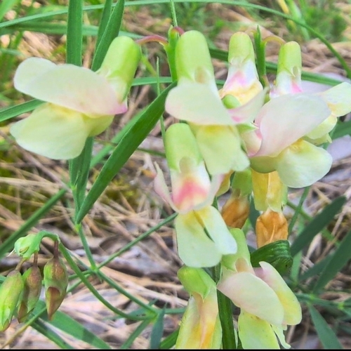 Lathyrus pannonicus, photograph 3