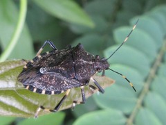 Dalpada cinctipes