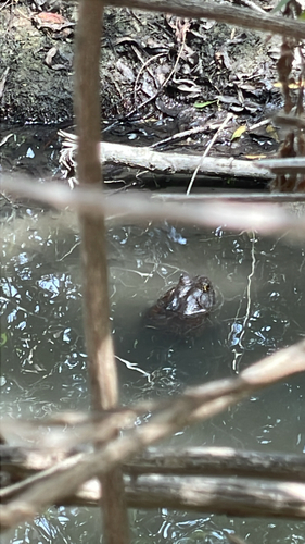 iNaturalist observation photo of American Bullfrog