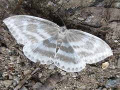 Cyclidia substigmaria