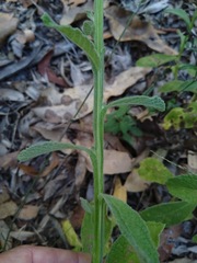 Pterocaulon redolens