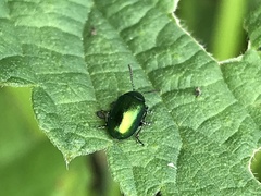 Gastrophysa cyanea