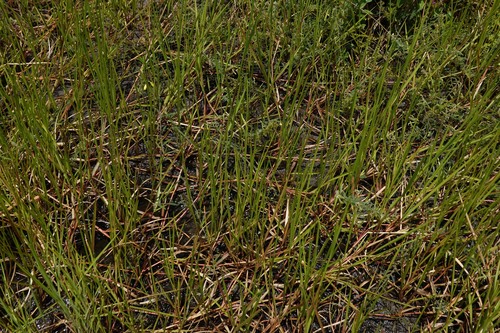 Urochloa dictyoneura observed 2026-04-27