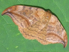Drepana curvatula