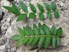 Zanthoxylum schinifolium