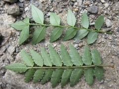 Zanthoxylum schinifolium