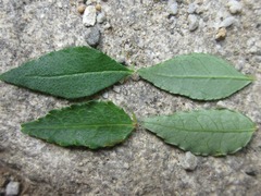 Zanthoxylum schinifolium