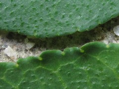 Zanthoxylum schinifolium