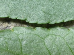 Zanthoxylum schinifolium