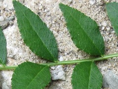 Zanthoxylum schinifolium