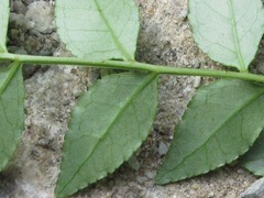 Zanthoxylum schinifolium