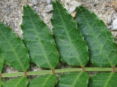 Zanthoxylum piperitum